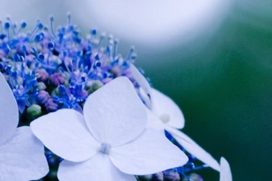 Hydrangea Iphone 6 Wallpapers Items   Share Hydrangea Iphone 6 ...