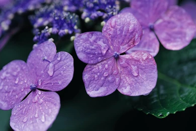 Flowers Archives   Page 17 Of 19   HD Wallpapers Source