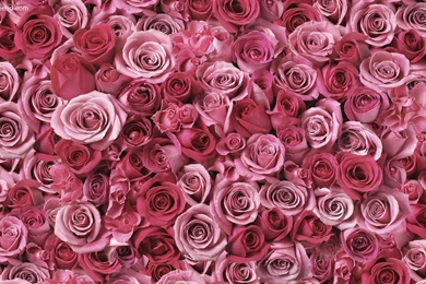 Desktop Pink Computer Wallpapers Wallpapers 3d Hd Pictures.