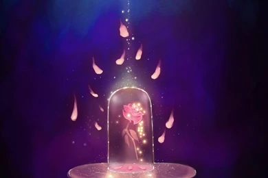 Beauty And The Beast Rose Iphone Wallpapers