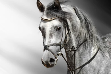 Horse Wallpapers HD