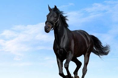 Horses For Wallpapers   Wallpapers Zone