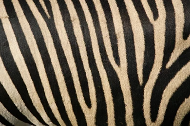 Pink And Black Zebra Stripes