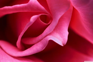 Hot Pink Backgrounds For Desktop 18 Desktop Backgrounds ...