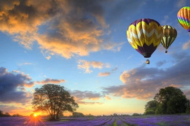 Download Hot Air Balloons Over Lavender Fields Sunset Free ...