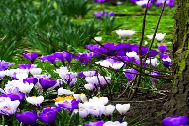 Spring Flowers HD Wallpapers Free Download