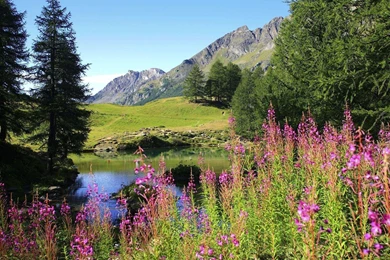 Beauty In Spring Wallpapers Wallpaper,wallpapers,free Wallpapers ...