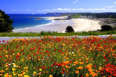 Latest Spring Road Hd Wallpapers Free Download