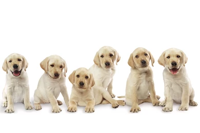 Soo cute 3 dogs wallpapers