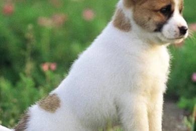 Dogs Wallpapers   Android Apps On Google Play