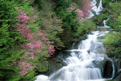 Images Of Waterfalls And Flowers