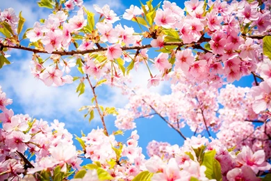 Beautiful Spring Wallpapers Photo