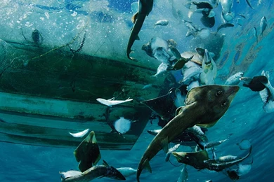 National Geographic Desktop Backgrounds   Wallpapers Cave