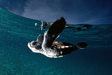 Ocean,baby Ocean Baby Turtles National Geographic Skyscapes ...