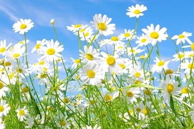 Field Of Daisies HD Desktop Wallpapers : High Definition ...