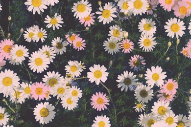 Daisy Wallpapers For Iphone
