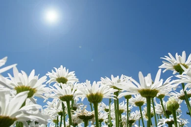 Captivating Pictures Of Daisies Flairs ~ Housestick: Nails Art Design