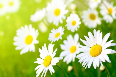Daisies Wallpapers