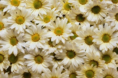 Captivating Pictures Of Daisies Flairs ~ Housestick: Nails Art Design
