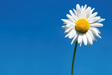 Daisy Flower Wallpapers HD Pictures