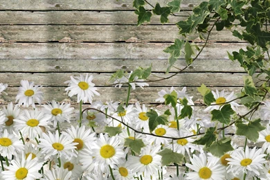 Daisies By Summer Barn Wallpaper,ranch HD Wallpaper,farm HD ...