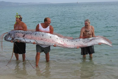 Free The Largest Sea Creatures Ever Caught Computer Desktop Wallpapers