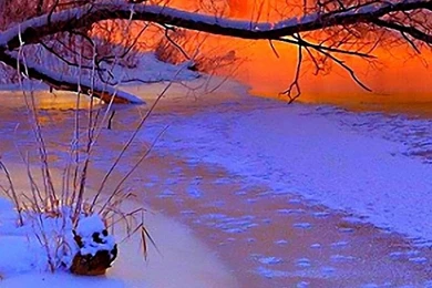 Download Wallpapers 750x1334 Winter, Sunset, Evening, Branches ...