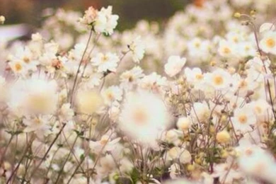 Daisies Iphone Wallpapers