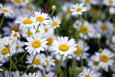 YouWall   Lovely Daisies Wallpapers   Wallpaper,wallpapers,free ...