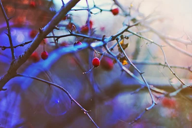 1920x1080 The Sun, Mood, Berries, Winter, Sunset Wallpapers And ...