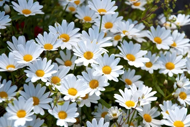 Daisy Flower Wallpapers Free Download Id: 10178d   Pacify Mind