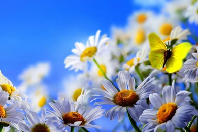 Daisies HD Wallpapers