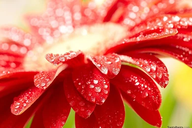 Free Download Daisies HD Wallpapers