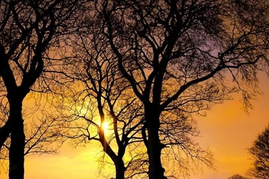 Download Wallpapers 1080x1920 Sunset, Winter, Trees, Landscape Sony ...