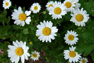 1600x1200px 821286 Gorgeous Daisies 1.2 MB