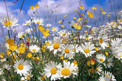 Daisies Wallpapers