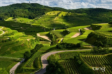 Bing Green Landscape Wallpaper, HD Wallpapers Downloads