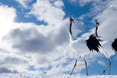 Wallpapers Bing Gallery 1920x1080