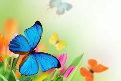 HD Animated Butterfly Wallpapers For Android Full Size ...