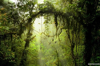 Wallpaper windows 7 nature for desktop.jpg