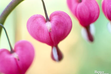 Free Valentine Desktop Wallpapers – Share The Love Of Valentine's ...