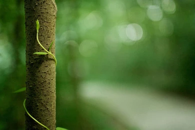 Cool Vine Wallpapers