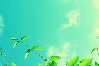 Blue Sky Vine Wallpapers   1600x1200 Wallpapers Download ...