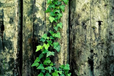 Wooden Fence On The Vine iPhone 4s Wallpapers Download