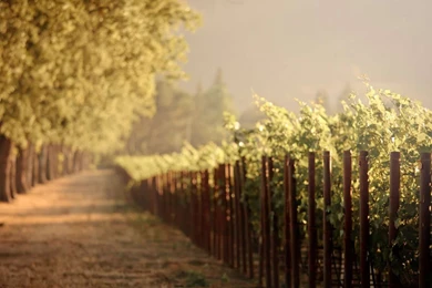 Vine Yard Widescreen Wallpapers Archives   HD Wallpapers Source ...