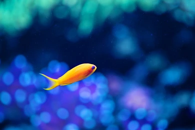 HD Fish Wallpapers And Photos