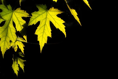 HD Leaves Wallpapers And Photos