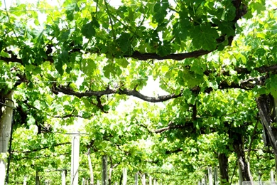 Download Vine Wallpapers 1920x1080