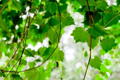 Vine HD Desktop Wallpapers : High Definition : Fullscreen : Mobile ...