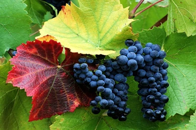 Purple Grapes On Vine   Wallpaper.